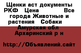 Щенки аст документы РКФ › Цена ­ 15 000 - Все города Животные и растения » Собаки   . Амурская обл.,Архаринский р-н